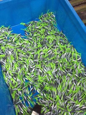 45T Verticale Pesca Esca Plastica Iniezione Stampaggio macchina per la produzione di esche di precisione